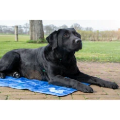 Coolpets Premium Koelmat M 8 Coolpets Premium Koelmat M -Dierenbenodigdheden Winkel 1002984 3