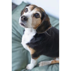 Designed By Lotte Ligkussen Fluweel Nalino Groen 9 Designed By Lotte Ligkussen Fluweel Nalino Groen -Dierenbenodigdheden Winkel 1017101 3