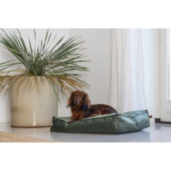 Designed By Lotte Ligkussen Nalino Hond Groen -Dierenbenodigdheden Winkel 1031626 3