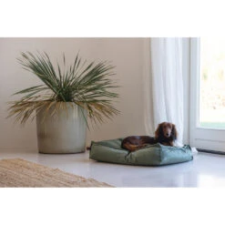 Designed By Lotte Ligkussen Nalino Hond Groen -Dierenbenodigdheden Winkel 1031626 5