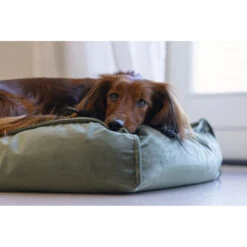 Designed By Lotte Ligkussen Nalino Hond Groen -Dierenbenodigdheden Winkel 1031626 6