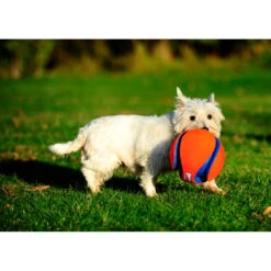 Chuckit! Chuckit Kick Fetch Small -Dierenbenodigdheden Winkel 1033097 3