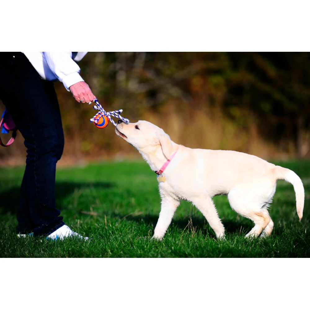 Chuckit! Chuckit Ultra Toss Medium 5 Chuckit! Chuckit Ultra Toss Medium - Afbeelding 3