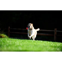 Chuckit! Chuckit Ultra Tug Large -Dierenbenodigdheden Winkel 1033119 4