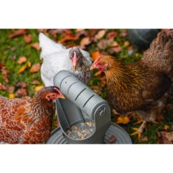 Beeztees Speel- En Snacktoren Voor Kippen Grijs -Dierenbenodigdheden Winkel 1059397 5